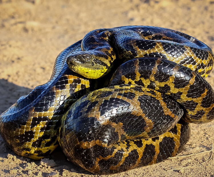 Young anaconda coiled up on a dirt ground