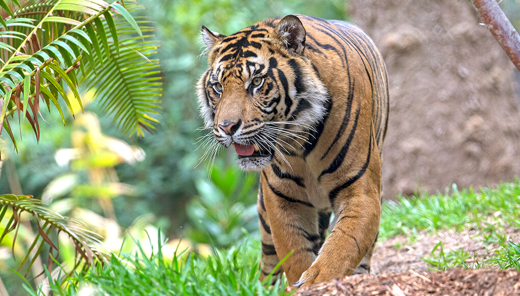 Sumatran tiger prowling 