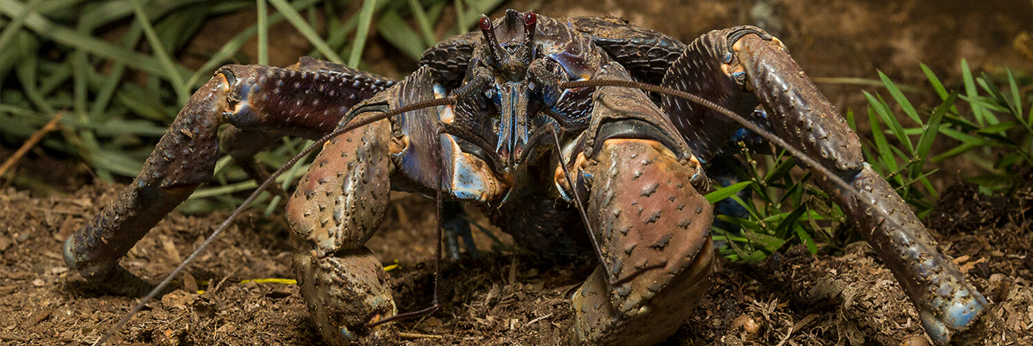 Coconut crab sitting on mulch brown dirt