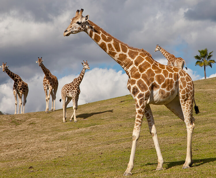 A giraffe walks on a grassy hill in front of four other herd members in the distance.