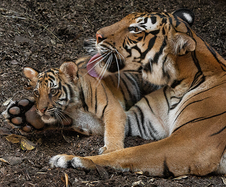 A tiger mom grooms her little cub with her large tongue