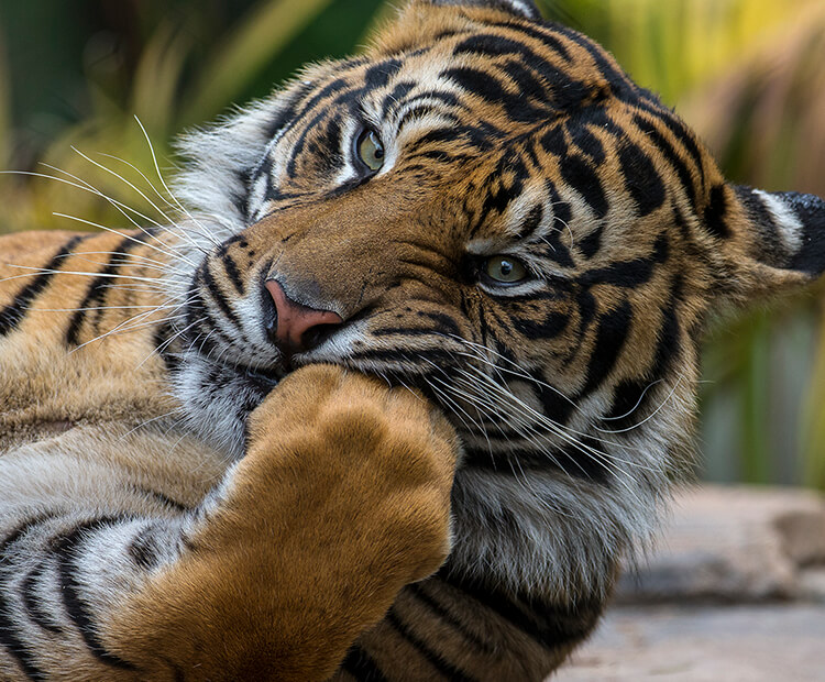 Tiger with its fore-paw held to its mouth