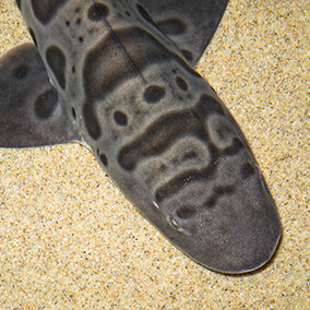 Leopard shark cruising along a sandy shallow ocean floor