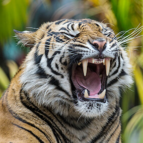 A tiger yawns, showing off its large canines