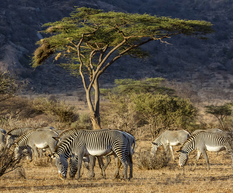 Zebras graze along savannah plains