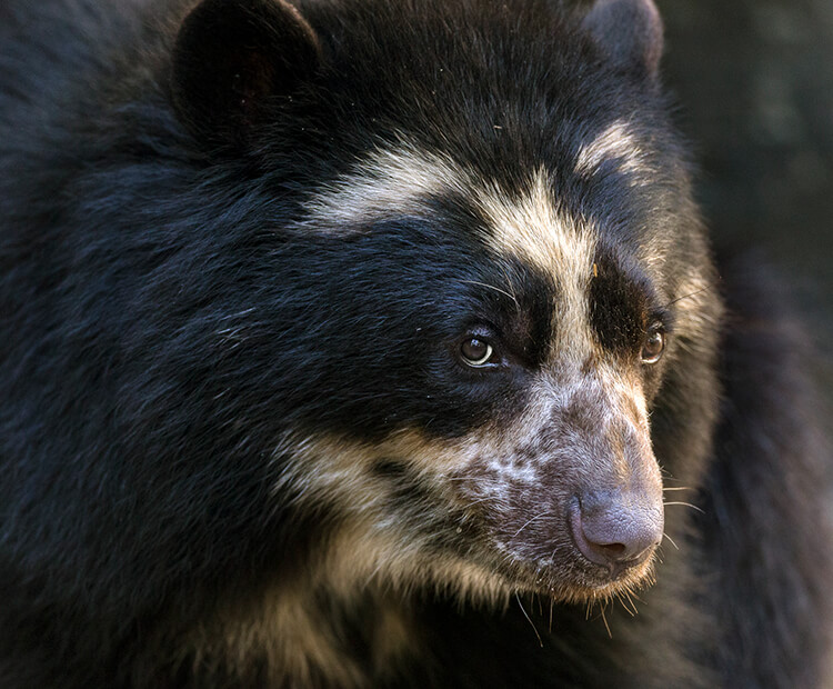 Close-up of an Andean Bear's face showing its spectacle-like markings around its eyes
