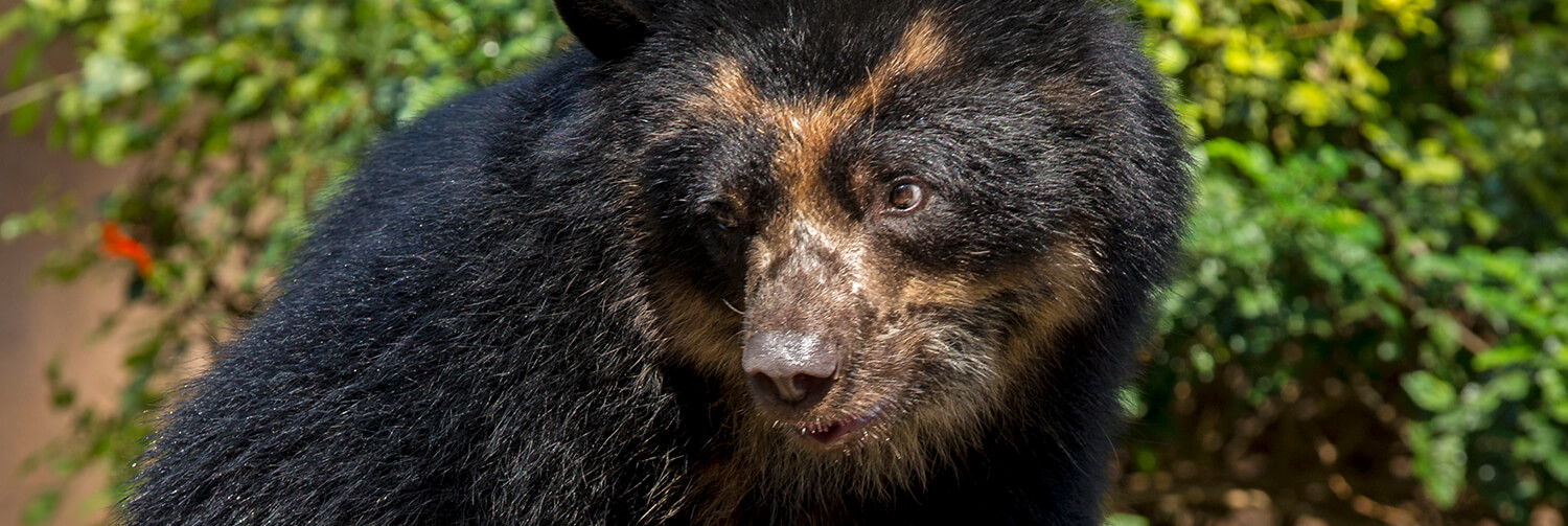Andean bear looking left