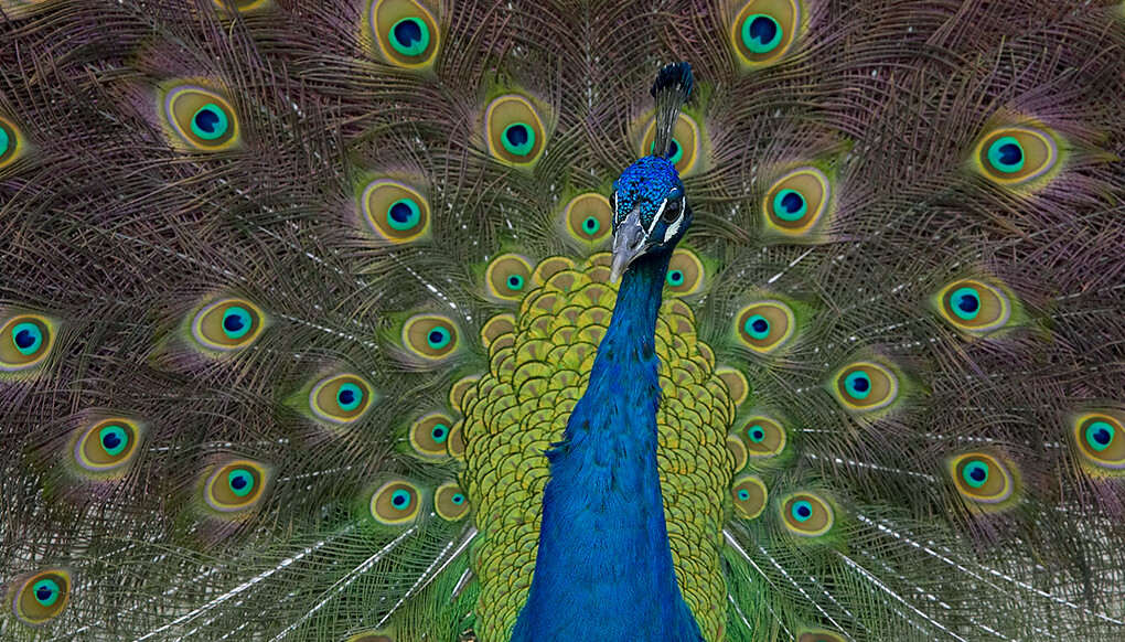 Peacock displaying his elaborate tail feathers