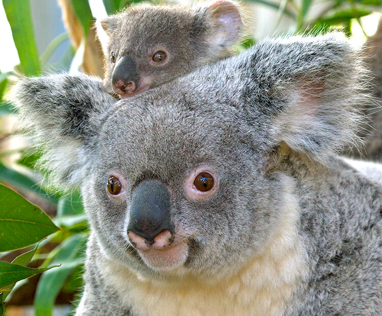 Koala mom and joey sitting on her back