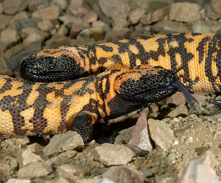 A pair of gila monsters 