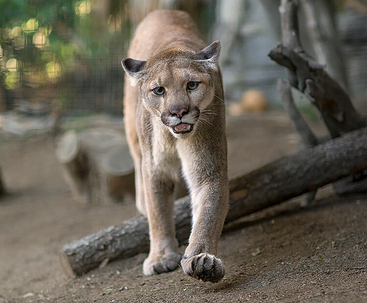 Mountain lion walking towards the camera with mouth slightly open