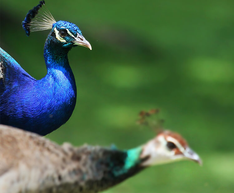 Indian Peacock and peahen