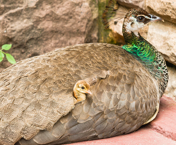 Peahen with peachick snuggled into her wing