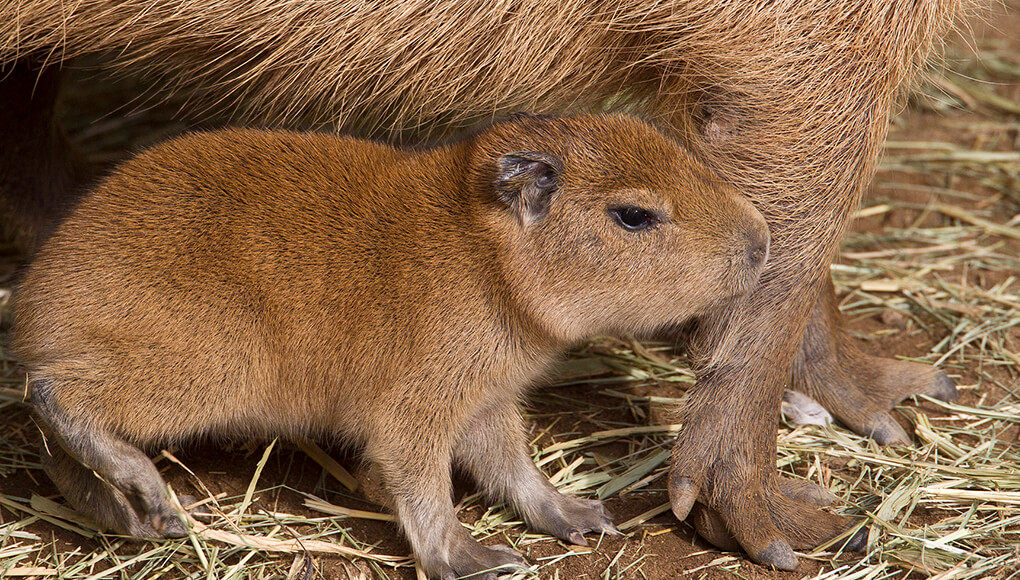 Capybara bay stays close to its mother's forelegs