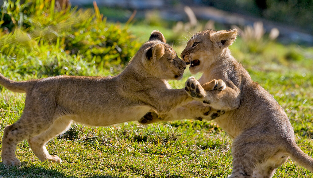 A pair of lion cubs play fight