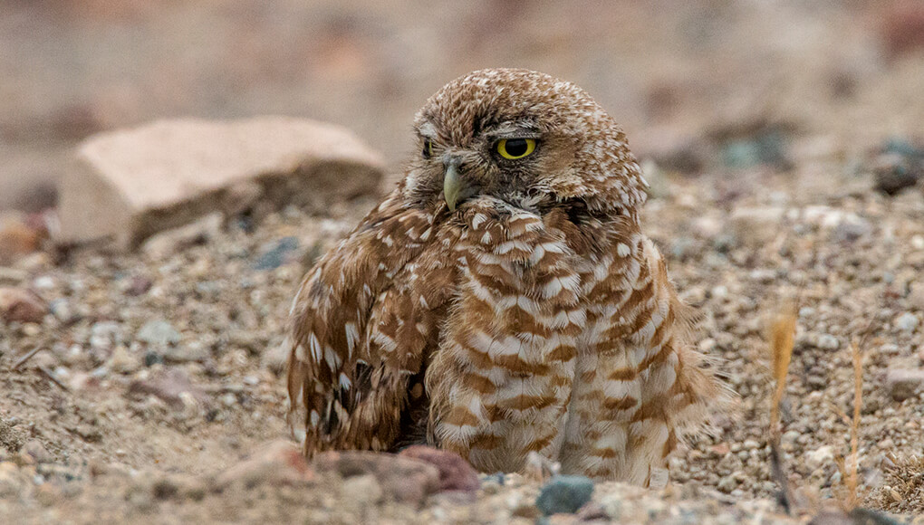 Burrowing owl hanging out at its burrow