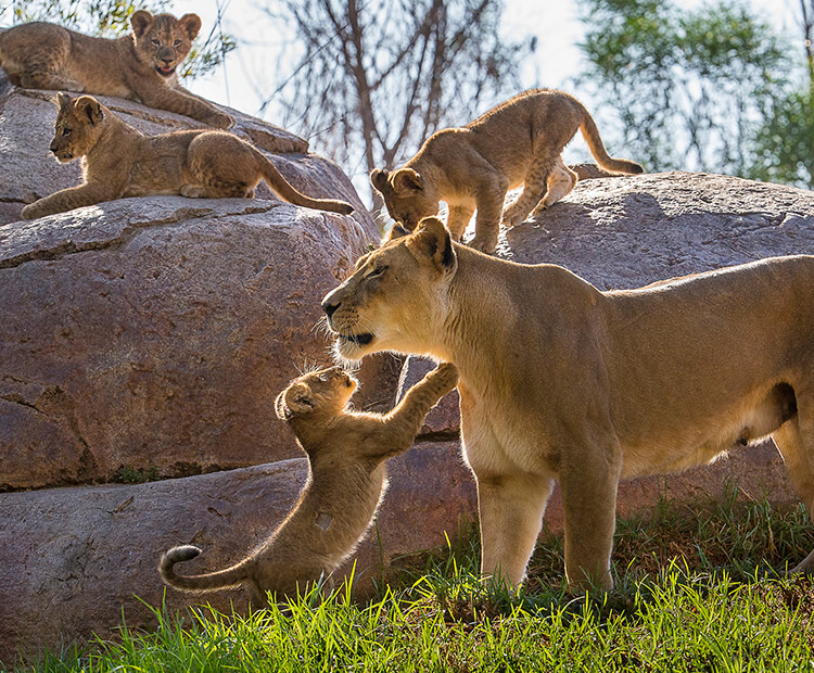 Female lion with four cubs 