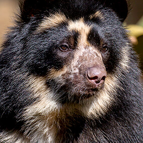 Andean bear spectacle markings on face