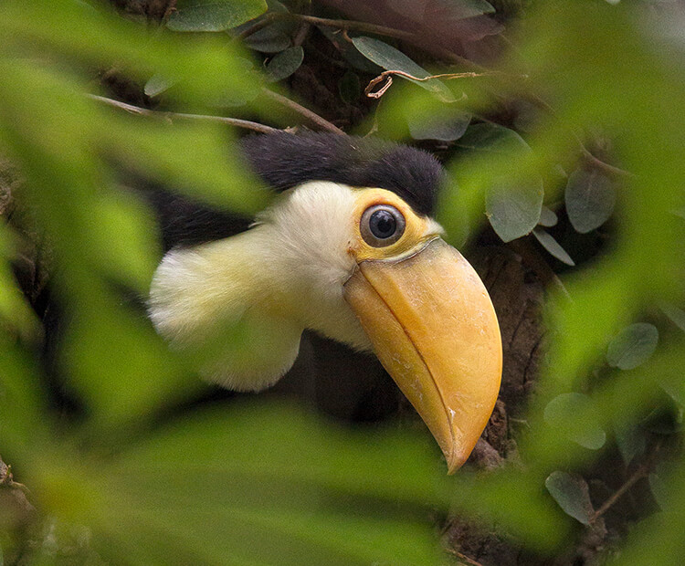 Toco chick peaking through leaves