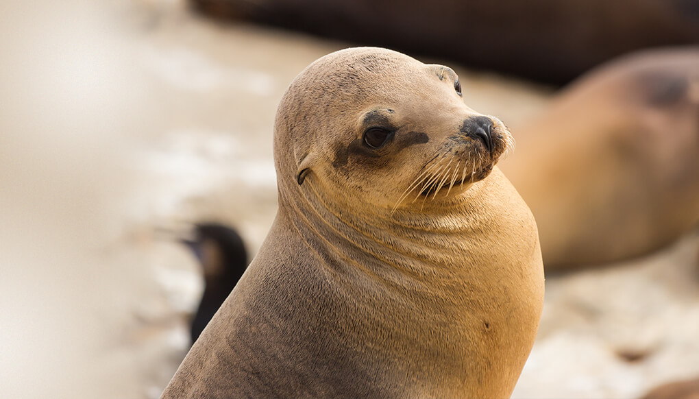California sea lion looking right as it sits on a sandy beach