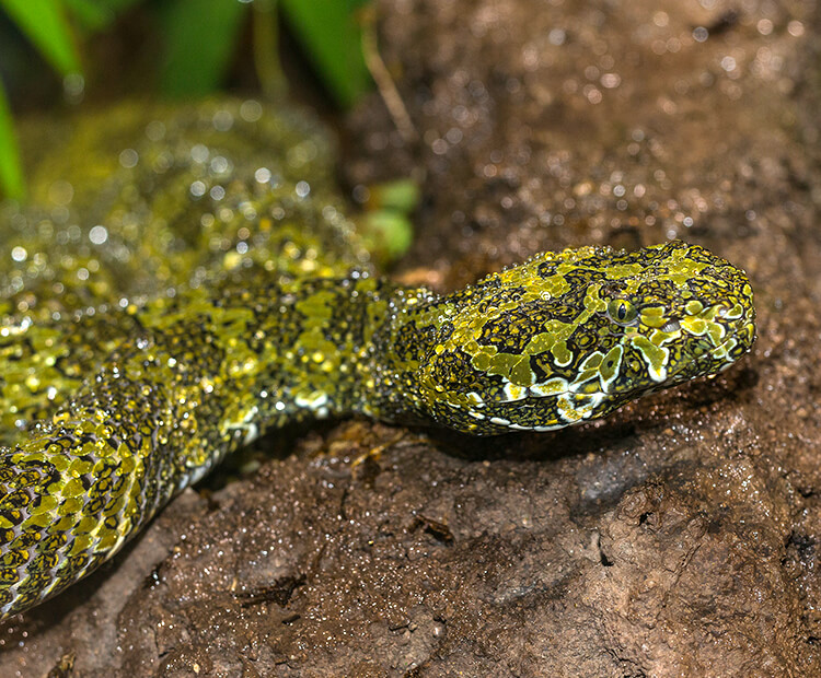 Mang mountain pit viper crawling over moist dirt