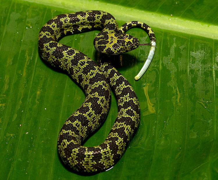 Hang mountain pit viper juvenile coiled up on a large green tropical leaf