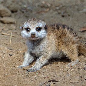 A young meerkat pup crouching on dirt