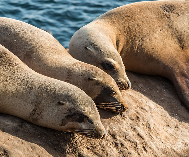 Three California sea lions basking in the sun