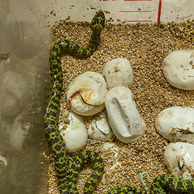Mang mountain pit vipers hatching in a vet container