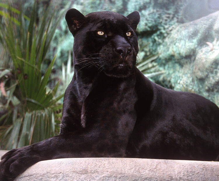 Black jaguar sitting in front of green foliage.