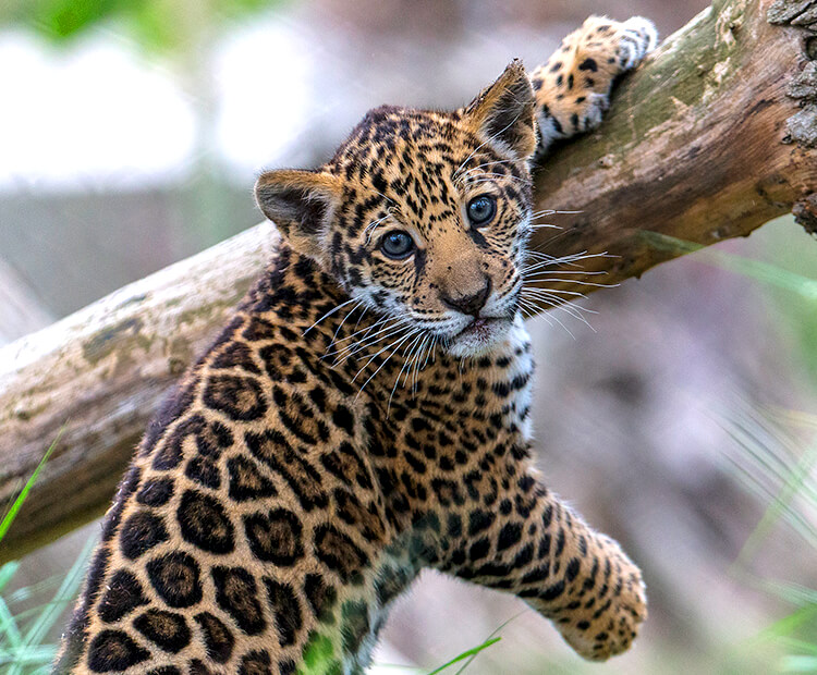 Jaguar cub with one paw holding onto tree branch as another dangles