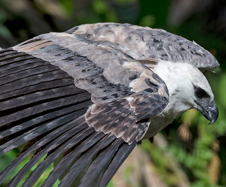 Harpy eagle perched, looking down with wings about to spread open.