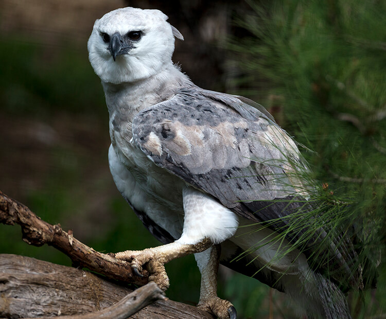 Harpy eagle perched on tree branch