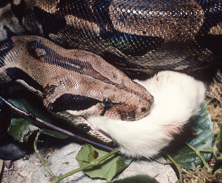 A South American Boa Constrictor in the middle of eating its prey in its mouth