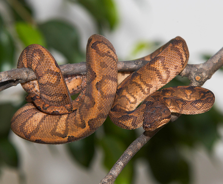An Annulated boa coiled up in a tree branch