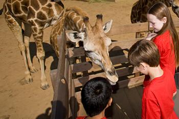 three kids feed a giraffe from a Safari Park tour truckbed